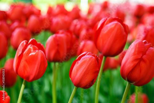  Amazing view of colorful  tulips in the garden.