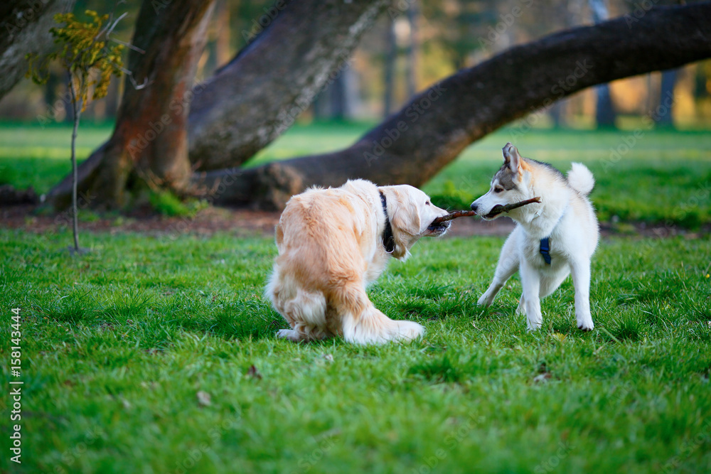 Husky and Labrador dogs fighting over a wooden stick in a summer park