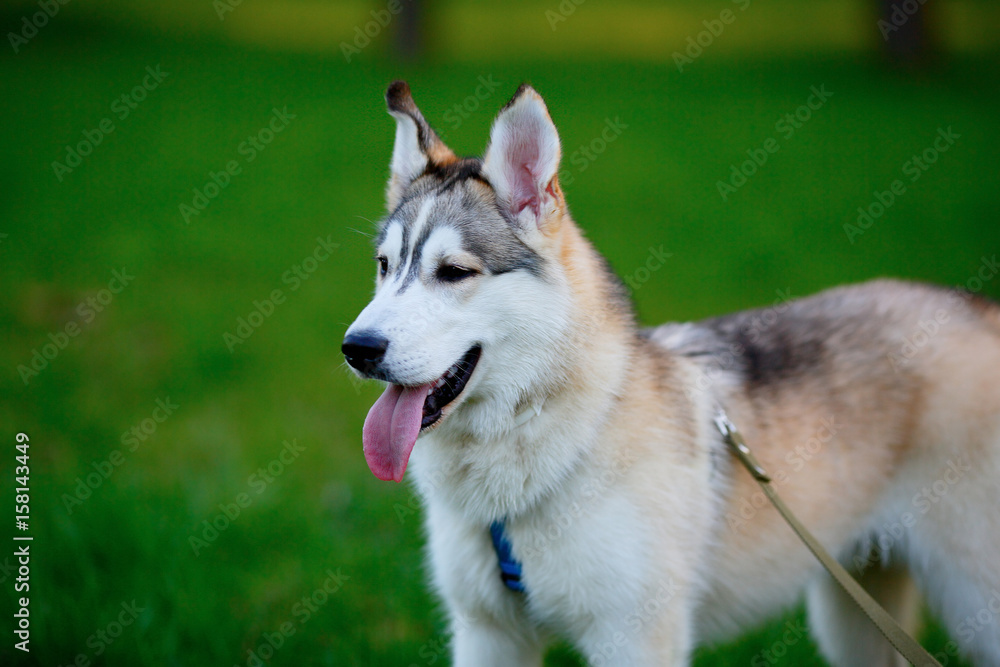 Husky portrait with his tongue hanging out in park