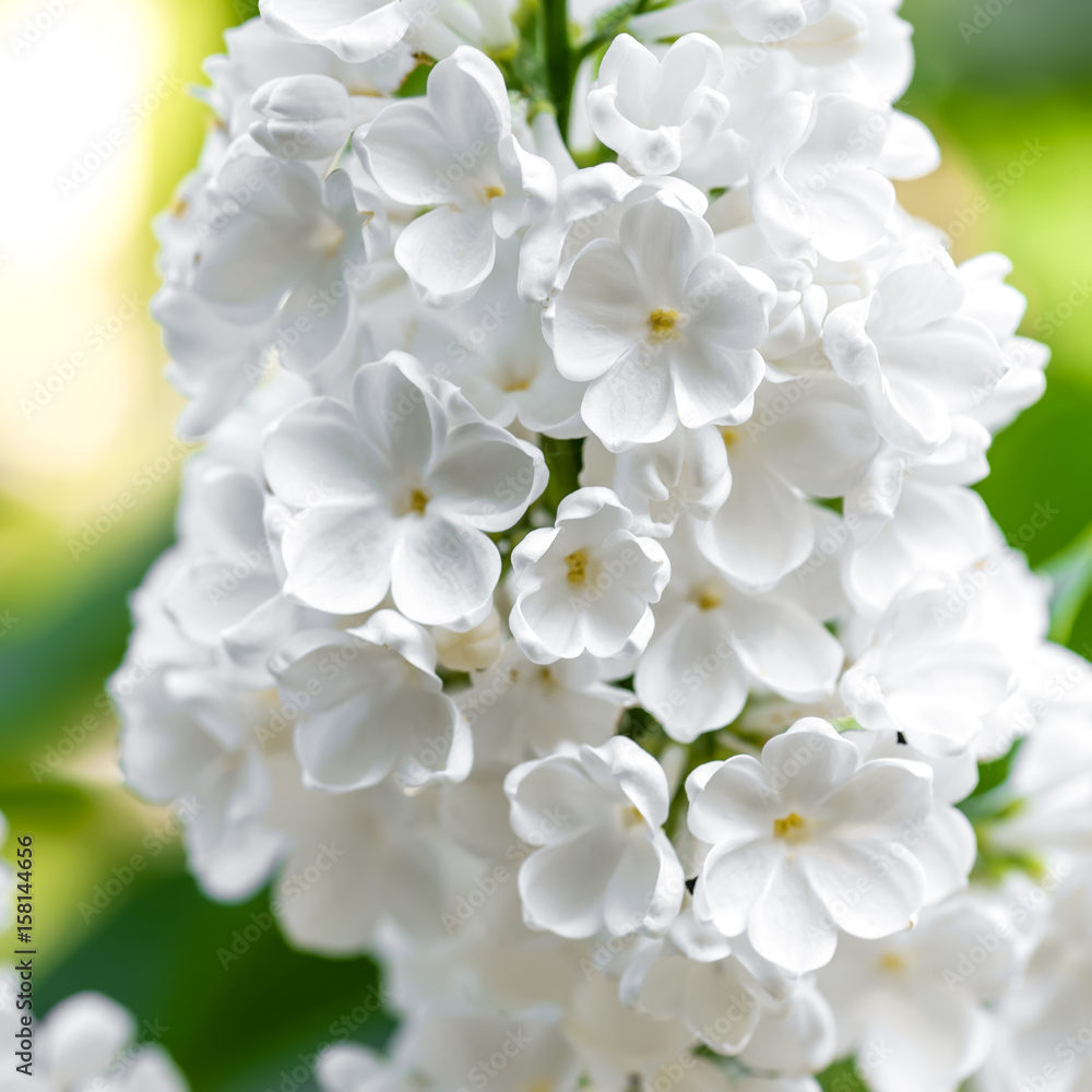 White lilac blossoms