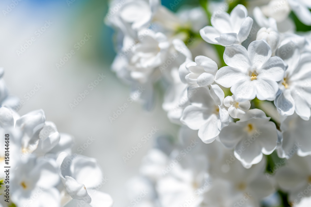 White lilac blossoms White lilac blossoms