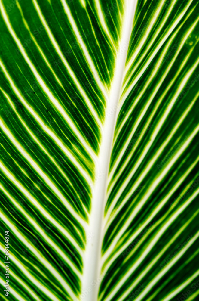Leaves texture Leaves texture