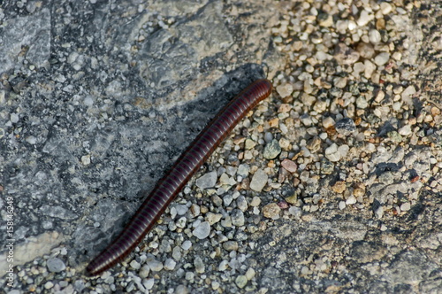 Earth worm on stone road in springtime at Plana mountain, Bulgaria  