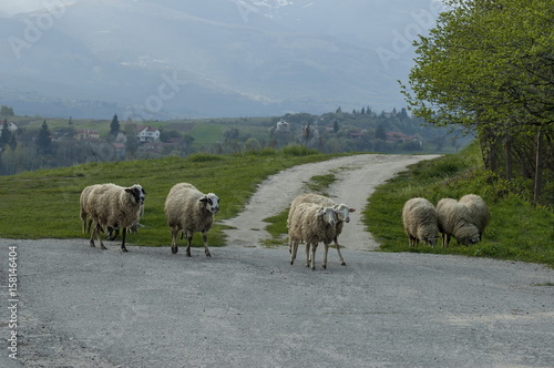 View of springtime field, road and group white sheep close up, Plana mountain, Bulgaria 