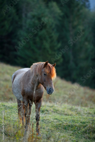 Fototapeta Naklejka Na Ścianę i Meble -  Young horse on a mountain pasture