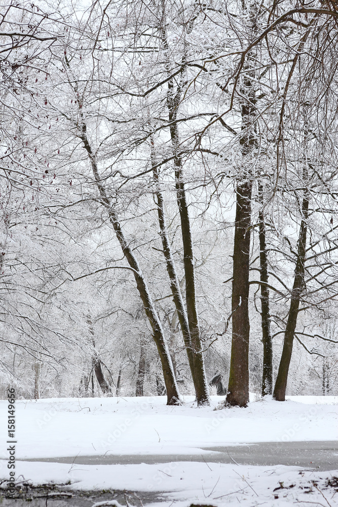 Winter fairy tale in a snowy forest Winter fairy tale in a snowy forest