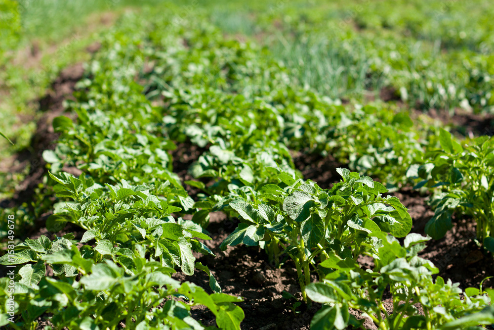 Potato Beds. Young Lush Green Bushes Potato Beds. Young Lush Green Bushes