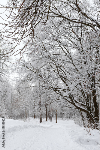 Winter landscape with snow © Oleksandr Shevchenko