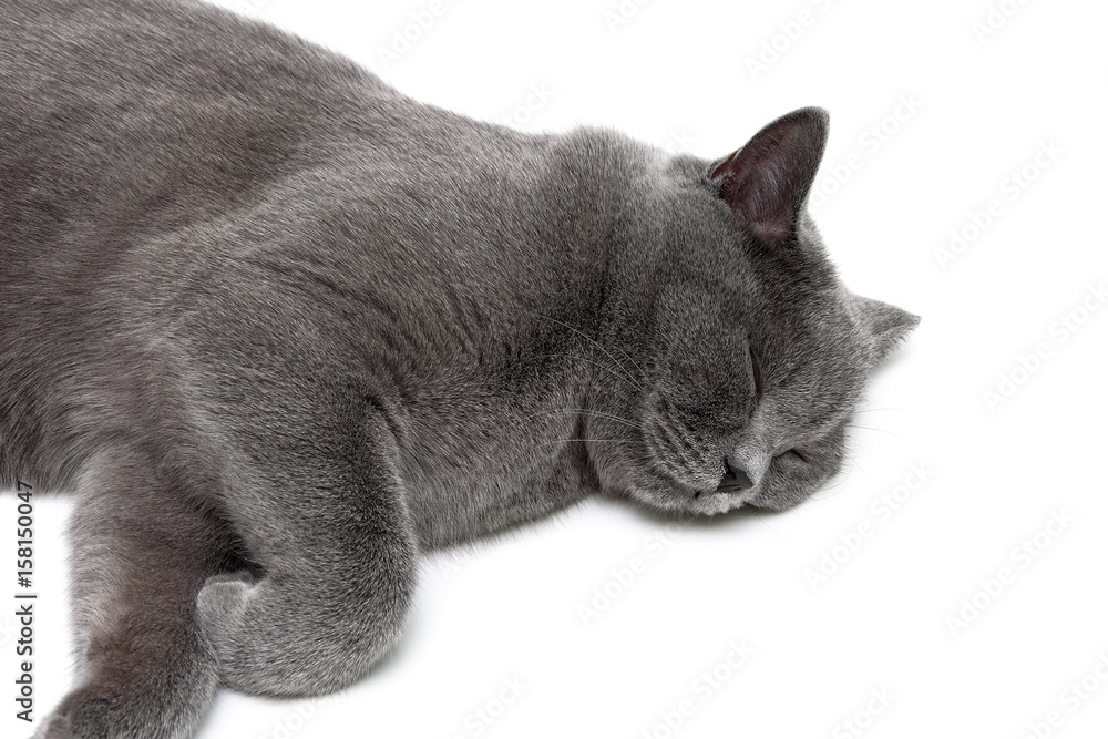 Gray cat sleeping isolated on white background.