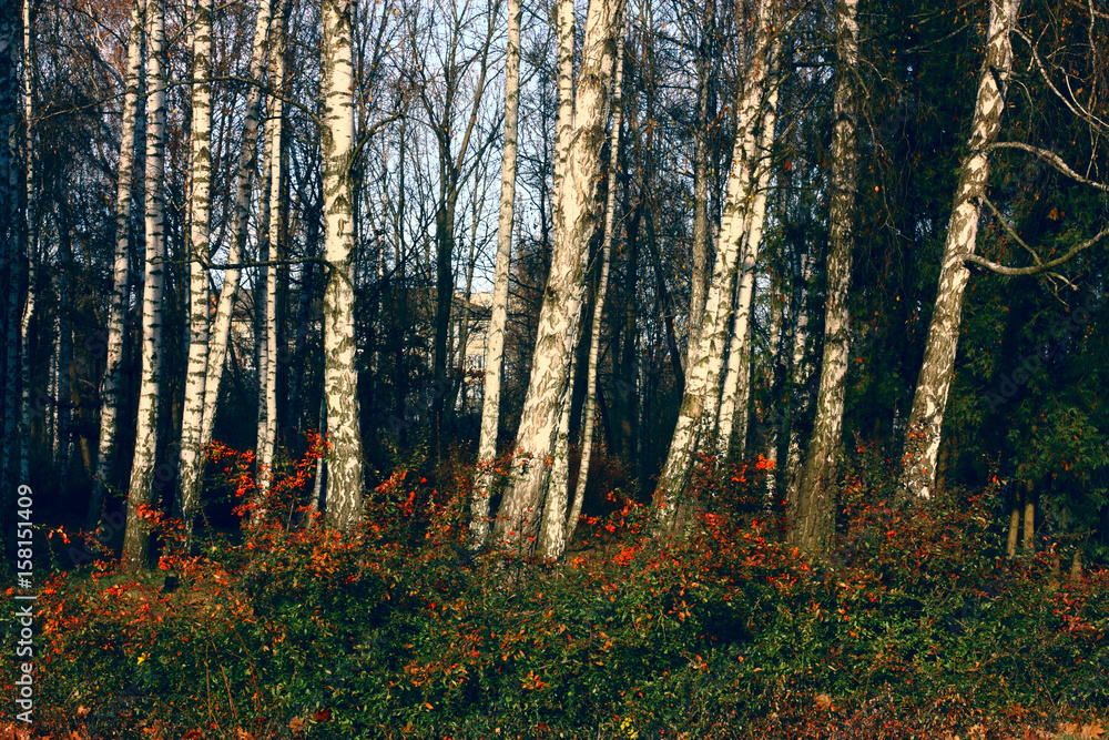 Birch trees in the park