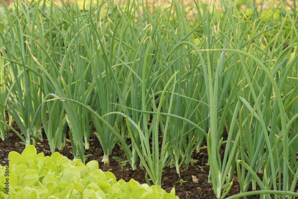 Obraz premium Organic Onion and Salad plants in the vegetable Garden, Bio-Gemüsegarten mit Salat und Zwiebelpflanzen