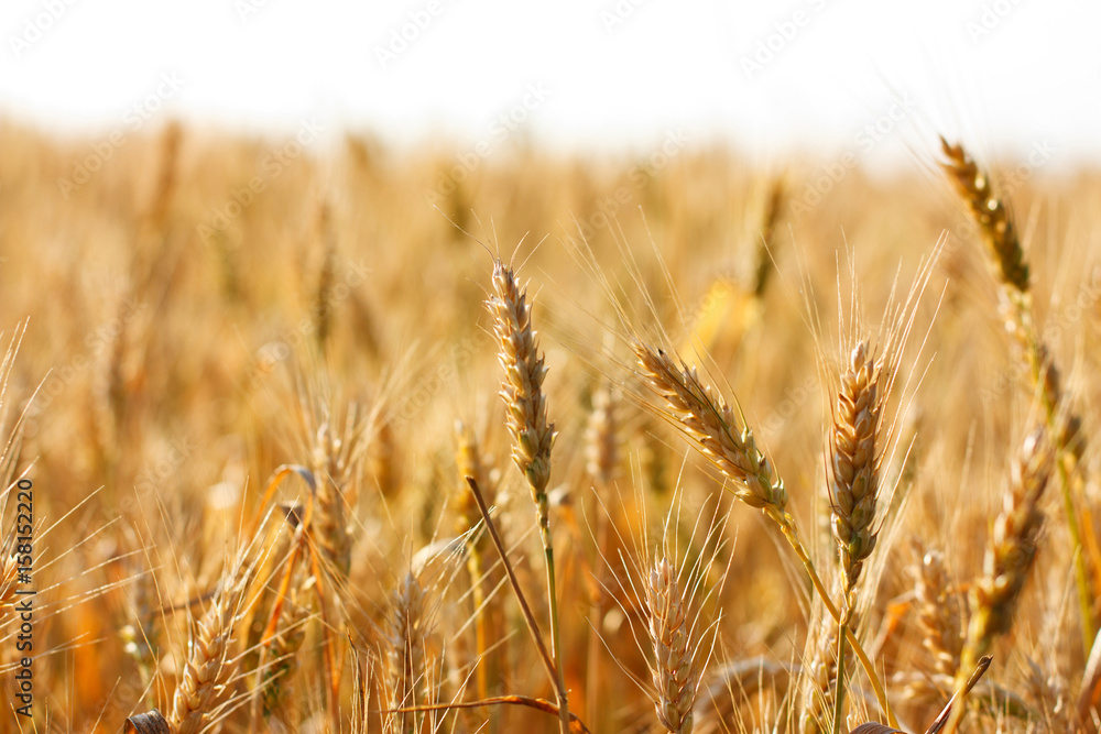 Ripening ears of wheat field Ripening ears of wheat field