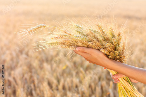 Ripe ears wheat in woman hands in a wheat field