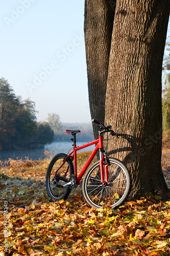 Red bike standing near a trunk large tree