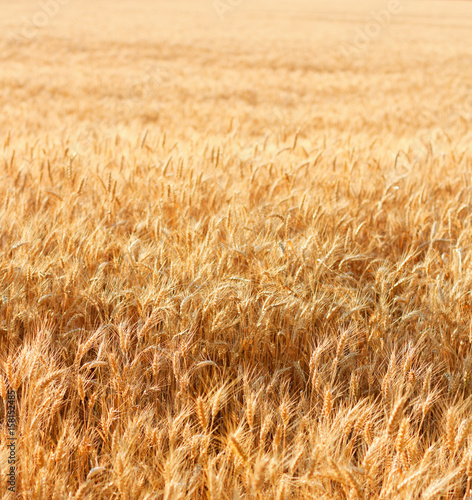 Wheat field with fully ripe wheat