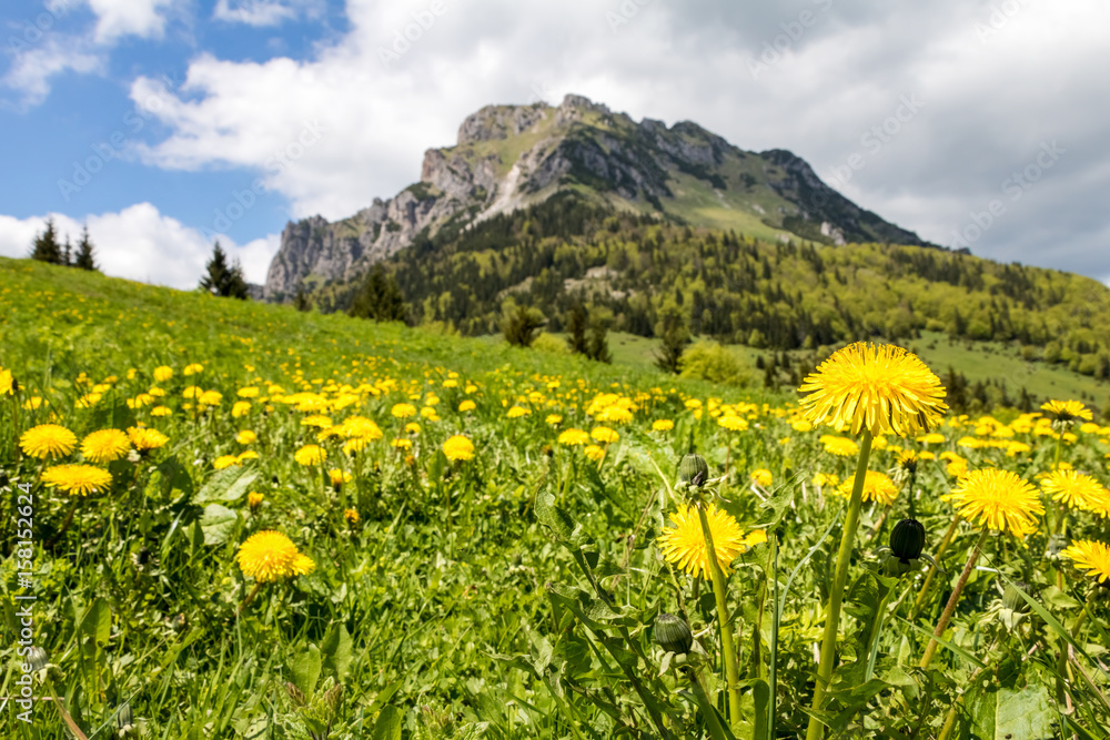 Yellow dandelion flowers on mountain spring meadow