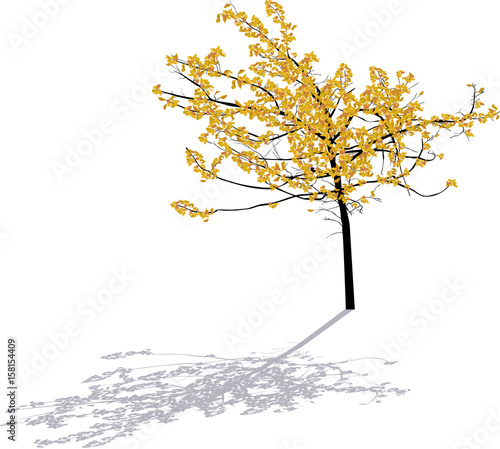 light yellow small fall tree with shadow