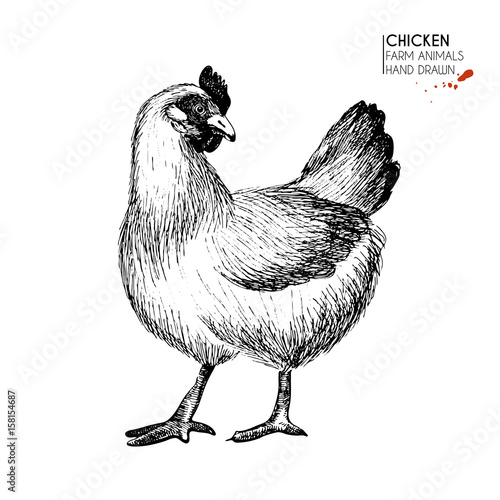 Vector hand drawn set of farm animals. Isolated chicken hen. Engraved art. Organic sketched farming birds.