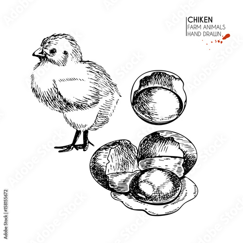Vector hand drawn set of farm animals. Isolated baby chicken and scrumbled eggs. Engraved art. Organic sketched farming birds.