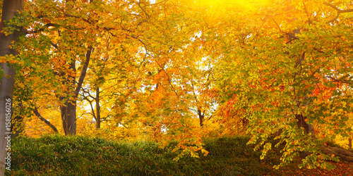autumnal background
