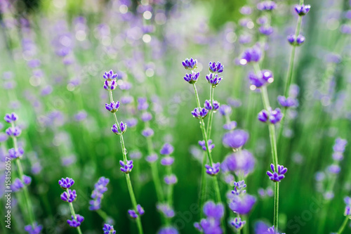 Blooming lavender in France. Garden flowers