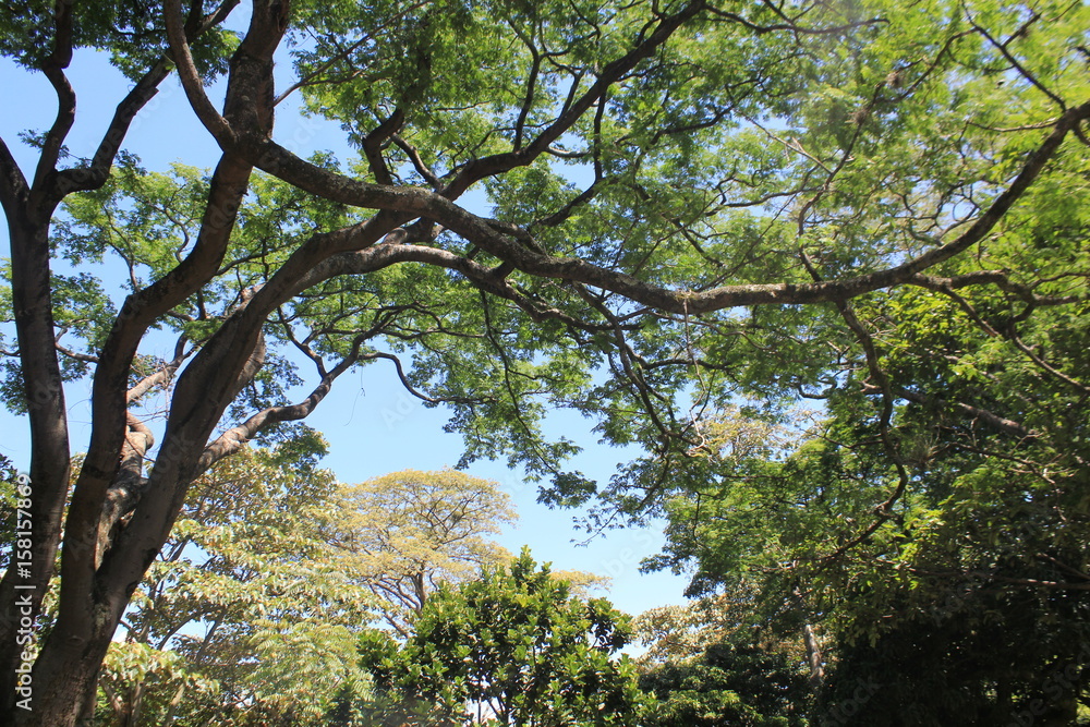 Fototapeta premium Bosque con firmamento azul