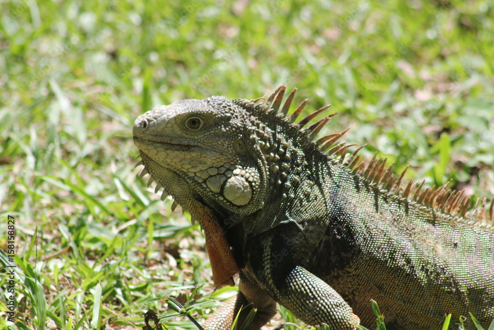 Iguana caminando en el bosque