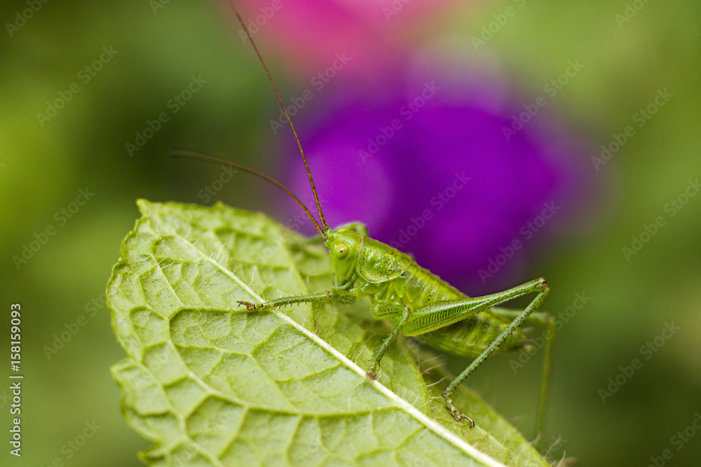 Fototapeta premium Green grasshopper on a leaf