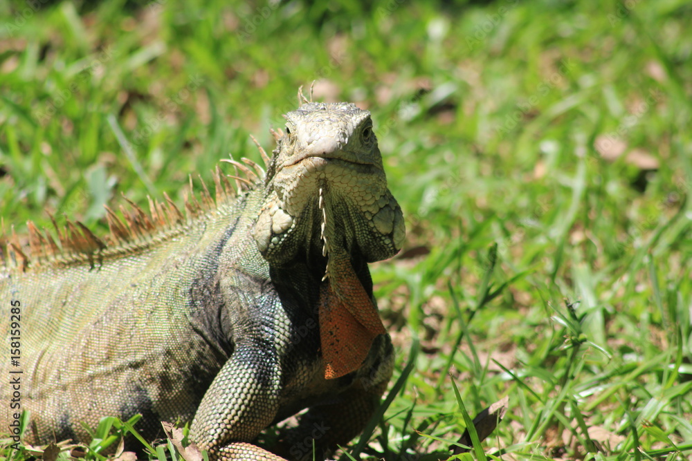 Obraz premium Iguana caminando en el bosque