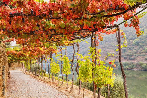 Obraz na płótnie Archway passage in the garden from autumn grape vine near Douro river, Portugal