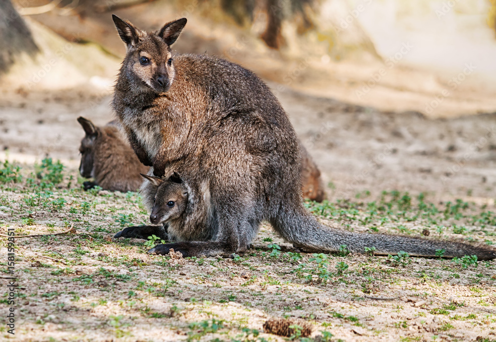 Naklejka premium Kangaroo mother with a baby in her pocket.