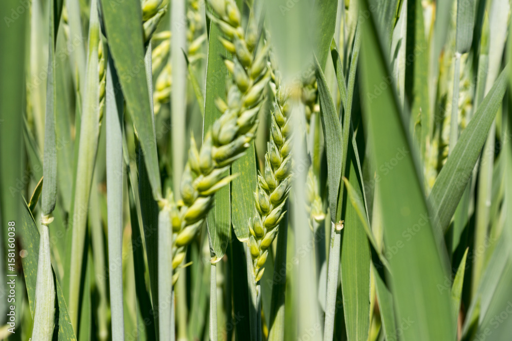 Green Young Wheat Field on Sunny Day Green Young Wheat Field on Sunny Day