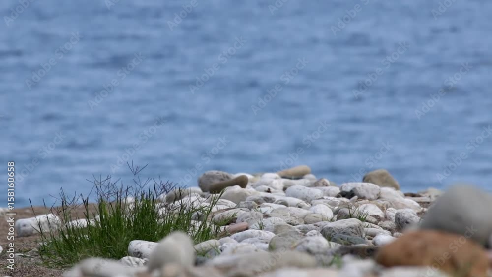 Wavy sea at the day light close up, low angle view, focus on the white rocks at sand coast, blue sea in the blurred background, cloudy day. Wavy sea at the day light close up, low angle view, focus on the white rocks at sand coast, blue sea in the blurred background, cloudy day.