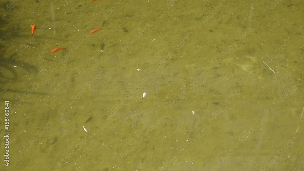 Goldfish in a pond swimming Goldfish in a pond swimming
