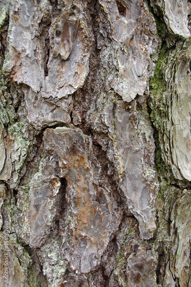 Fototapeta premium Rough Bark