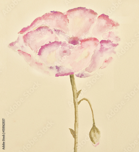 Image of  the  watercolor painting of a flower