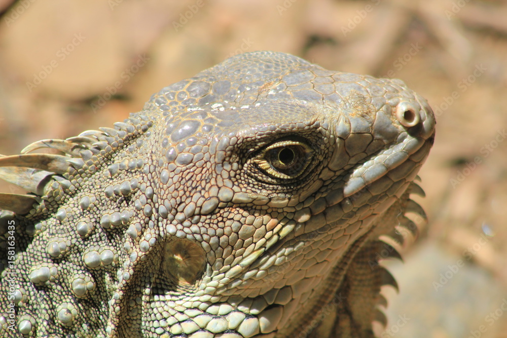 Obraz premium Cabeza de una iguana