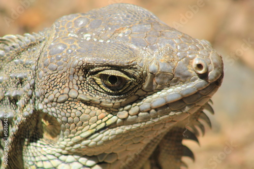 Cabeza de iguana