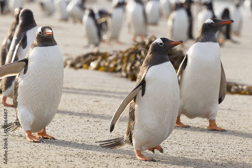 Obraz premium Three penguin buddies.