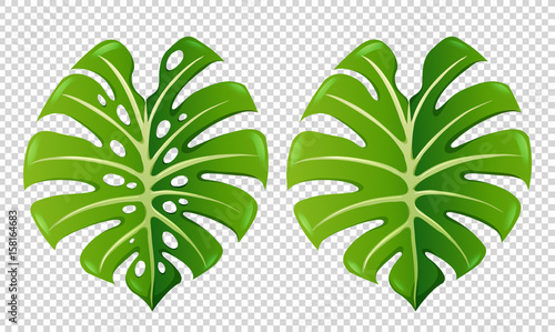 Two patterns of green leaves