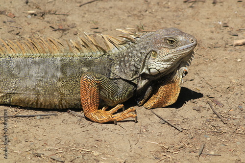 Iguana caminando en el bosque