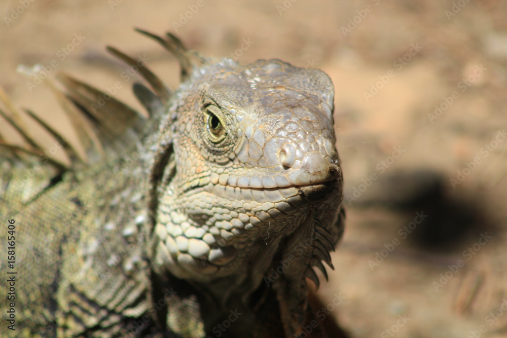 Cabeza de iguana Cabeza de iguana