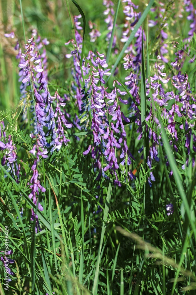 Obraz premium Beautiful colorful flowers in the summer garden