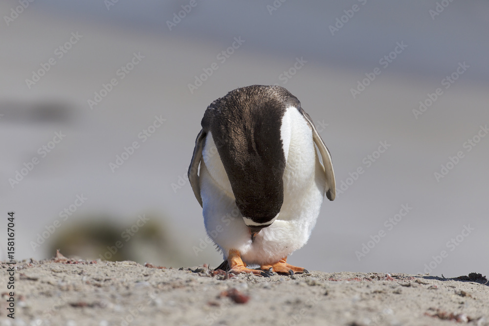 Fototapeta premium Well mannered penguin bowing deeply at Falkland Islands