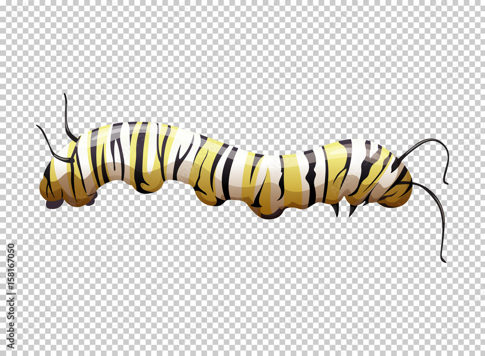 Naklejka premium Caterpillar with yellow and black striped