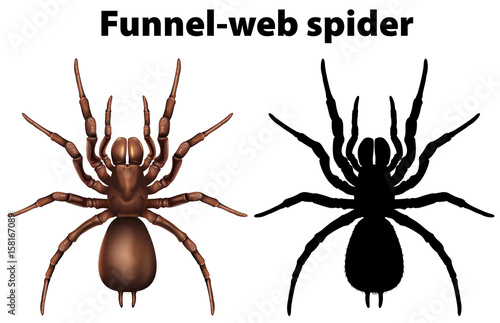 Funnel web spider in silhouette and colored