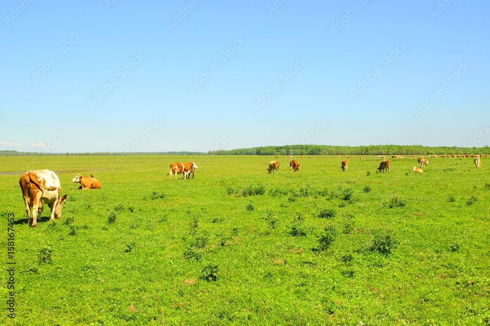 Countryside landscape, herd of cows on meadow Countryside landscape, herd of cows on meadow