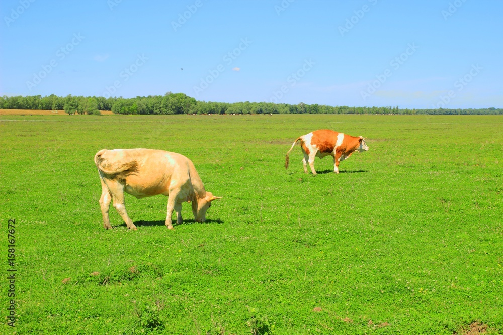 Cow preparing for pee Cow preparing for pee