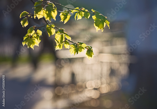 Blurred spring background with beautiful bokeh and the branch of Linden. © Belozorova Elena