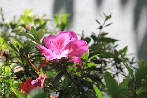 Jardín con flores rosadas